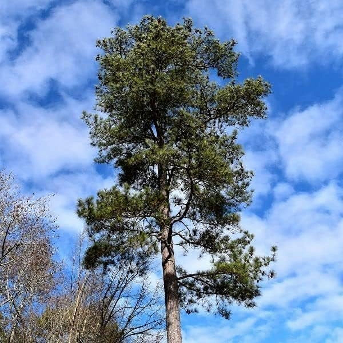 Loblolly Pine Tree Plants  3 Live Seedlings  Pinus Taeda  Fast-Growing Evergreen for Landscaping  Ideal Plants for Large Spaces
