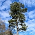 thumbnail image 6 of Loblolly Pine Tree Plants  40 Live Seedlings  Pinus Taeda  Fast-Growing Evergreen for Landscaping  Ideal Plants for Large Spaces, 6 of 9