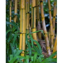 Bambusa Vulgaris Vittata  Live Plant  Golden Hawaiian Bamboo  Beautiful Rare Unique Specimen  Non-Invasive Clumping Bamboo Privacy Screen