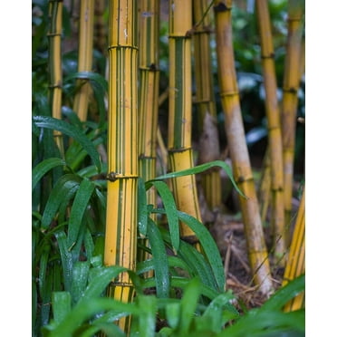 Bambusa Vulgaris Vittata  Live Plant  Golden Hawaiian Bamboo  Beautiful Rare Unique Specimen  Non-Invasive Clumping Bamboo Privacy Screen