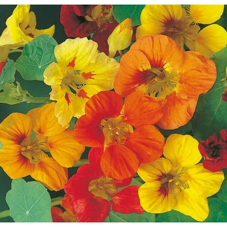 Live Colorful Nasturtium Plant Climbing Nasturtium Flowers Plant 4 Inch Pot