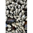 thumbnail image 2 of Delisle, Gilles 22x32 Gold Ornate Wood Framed with Double Matting Museum Art Print Titled - WA, Olympic NP Gooseneck barnacles and clams, 2 of 4