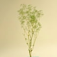 thumbnail image 4 of Raw Sola Wood Flowers - Centerpiece/Vase/Pot/Bouquet Fillers - -Mini Gyp Basil Green, 4 of 8