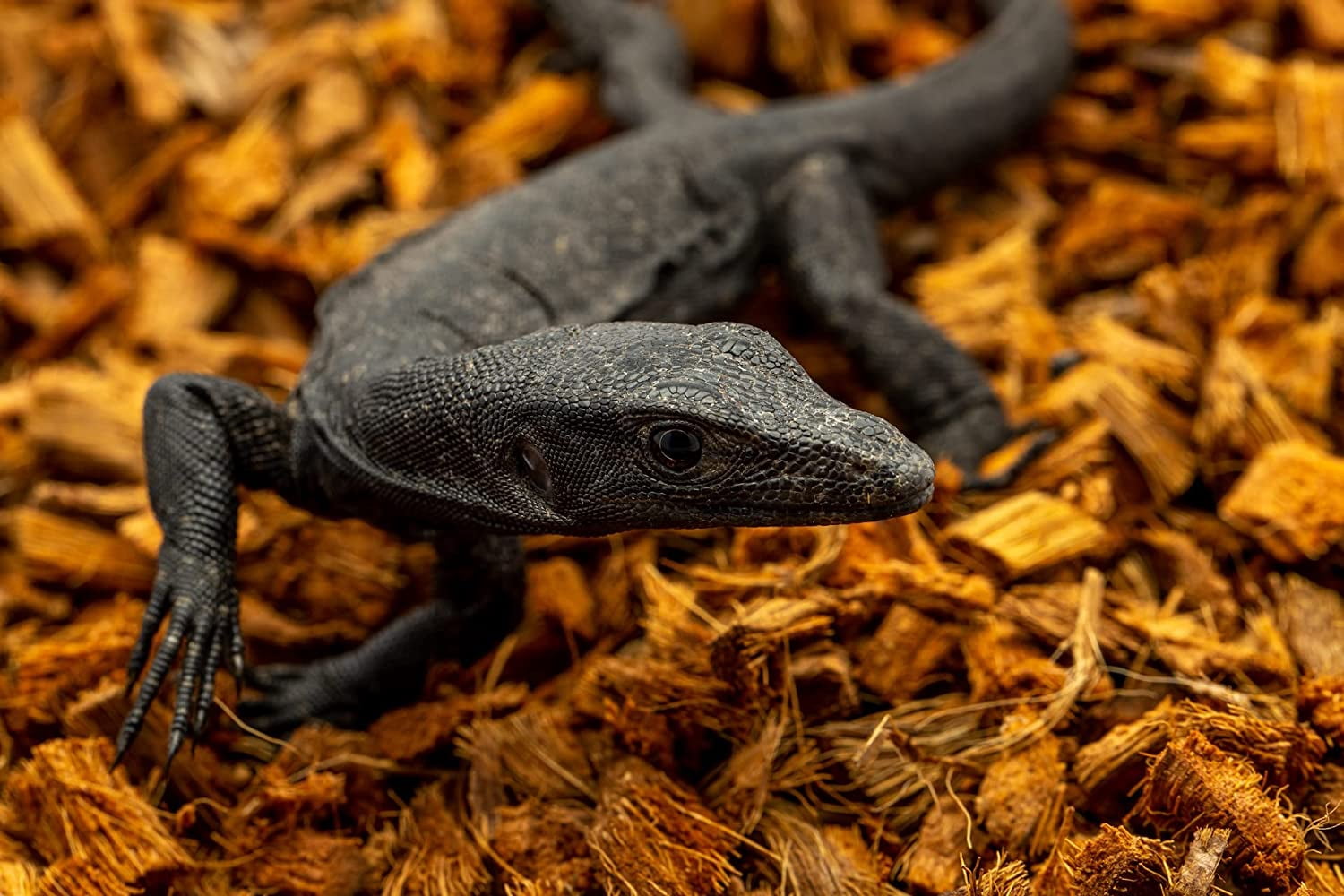 ReptiChip Reptile Bedding Loose Coconut Chip 36 Quart Coco Husk Substrate Mulch for Snake Habitat, Ball Python Terrarium, Turtle Tanks, Tortoise Enclosure