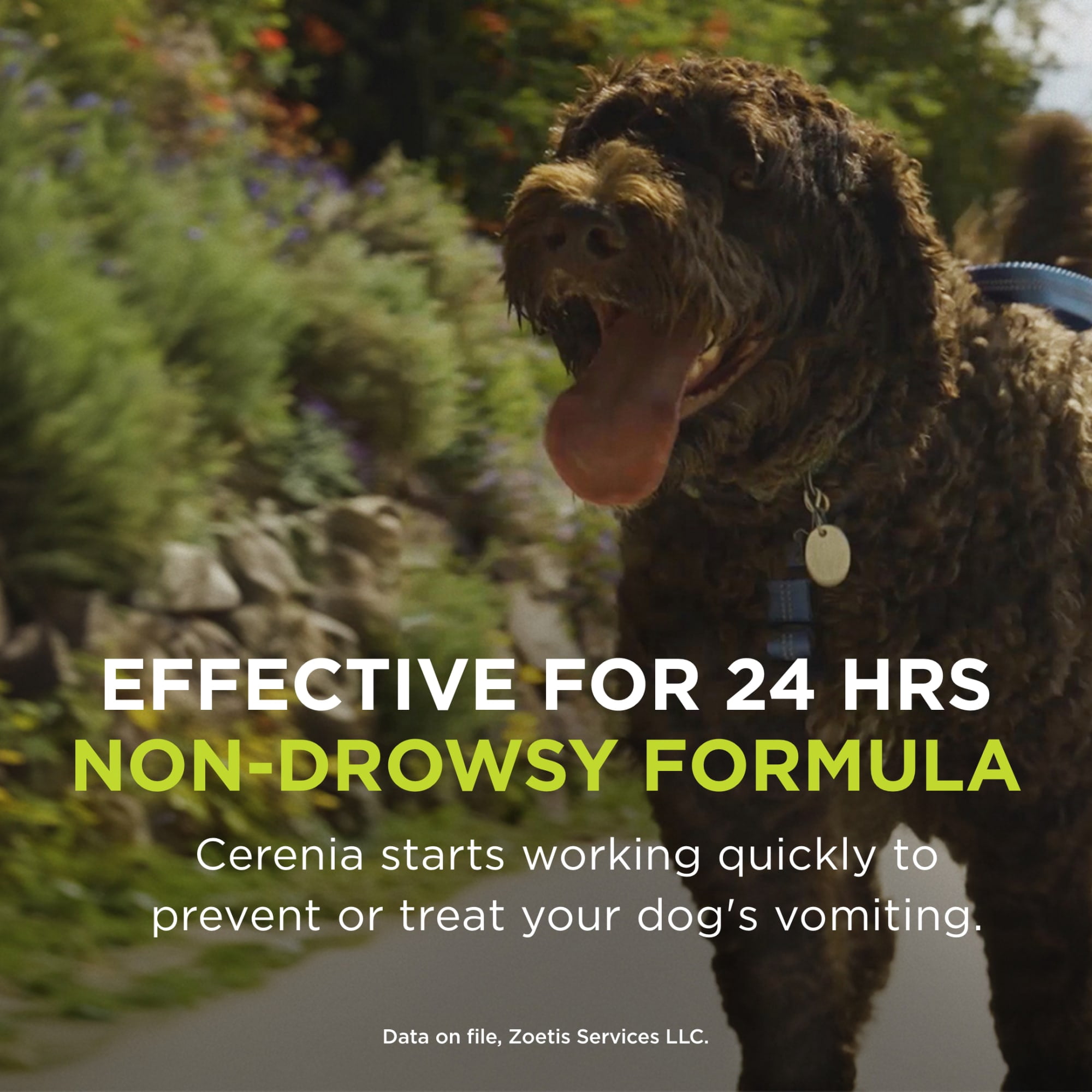 Cerenia (Maropitant Citrate) for Dogs, 16 mg (Green Box), Motion Sickness Relief for Dogs