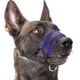thumbnail image 1 of Dog muzzle for small medium dogs Anti Biting Barking Chewing with soft padding and adjustable loop, 1 of 5
