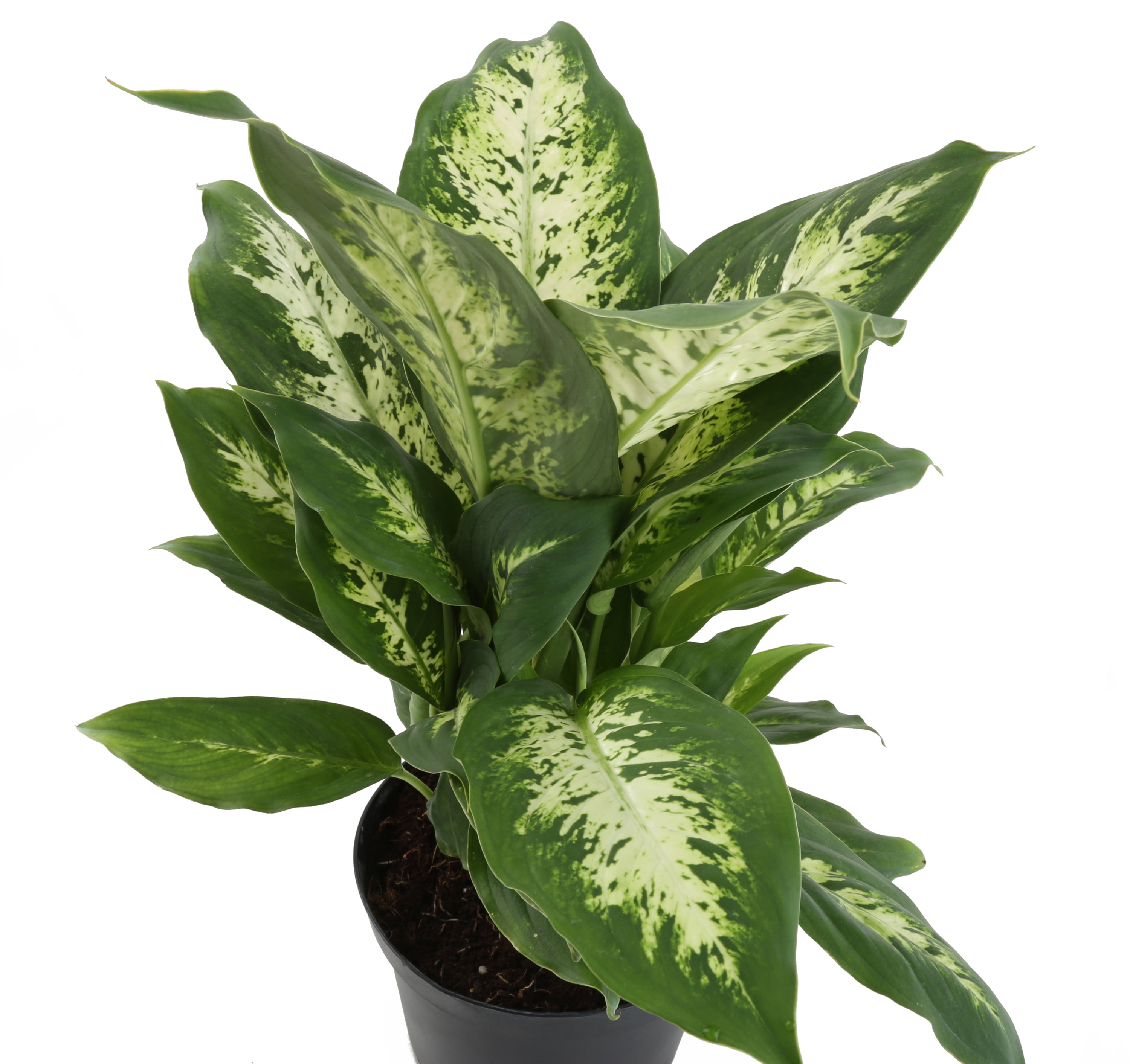 Plants with Benefits Live 17in. Tall Green Dieffenbachia Plant in 6in.  Décor Pot