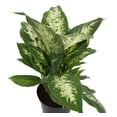 thumbnail image 2 of Plants with Benefits Live 17in. Tall Green Dieffenbachia Plant in 6in. Dcor Pot, 2 of 5