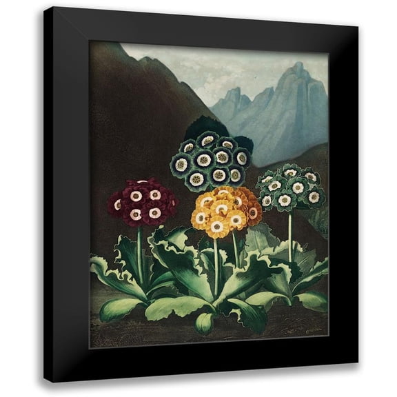 Thornton, Robert John 12x14 Black Modern Framed Museum Art Print Titled - A Group of Auriculas from The Temple of Flora