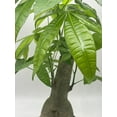 thumbnail image 6 of Money Tree Stump, Pachira aquatica, in 6 inch Pot, 6 of 7