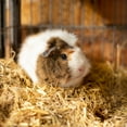 thumbnail image 3 of PetStraw Mini - Premium Wheat Straw Animal Bedding, 0.5 Cu ft, 3 of 6