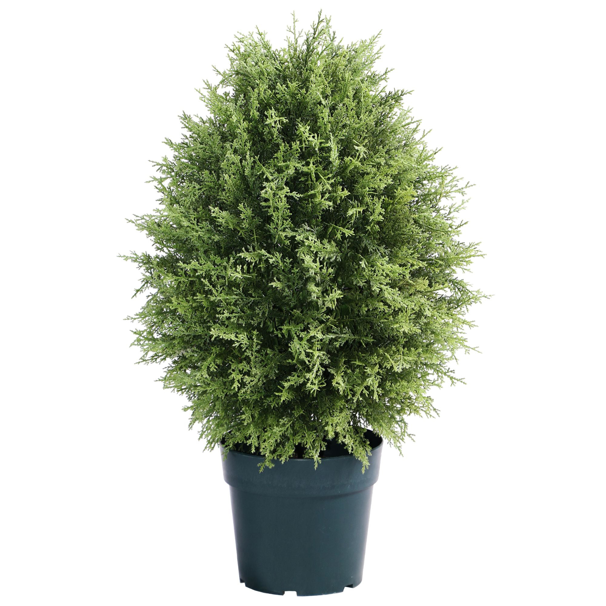 Potted cypress tree