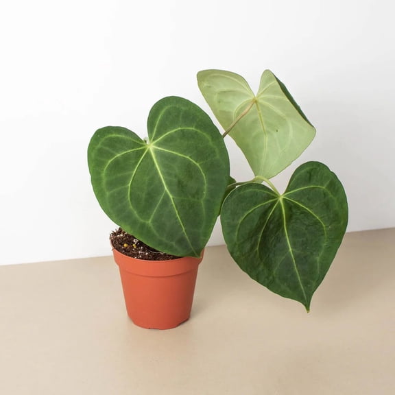 Clarinervium Anthurium - 1 Live Plant in a 4 Inch Pot - Anthurium Clarinervium - Bold Elegant Textured Sculptural Houseplant
