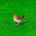 thumbnail image 4 of unbranded 1Jgo De Gallina Para Césped En Acrílico Con Para Jardín, 4 of 8