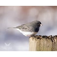 thumbnail image 2 of Songbird Food Better Bird 2,3 kg sin maíz ni leche, 2 of 2