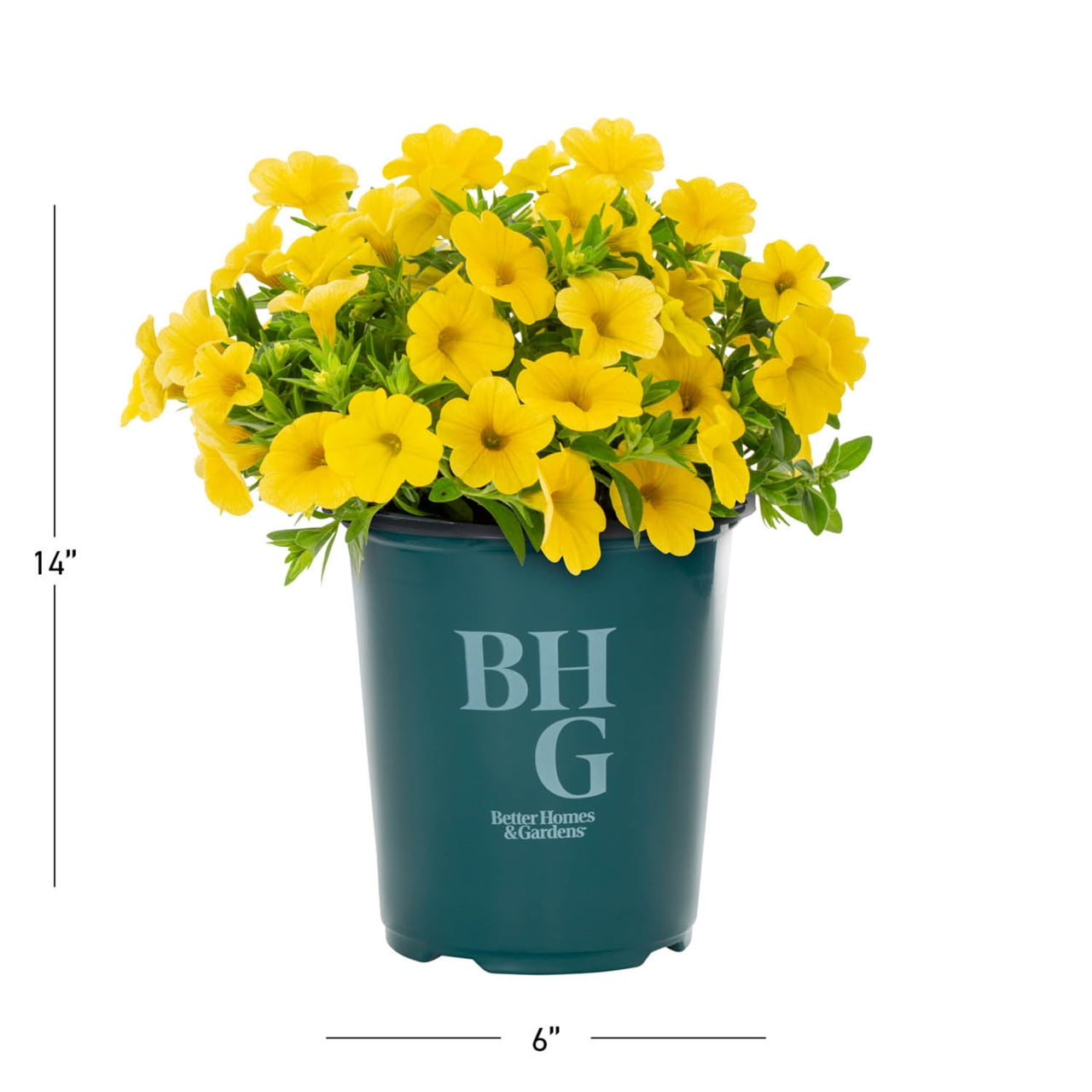 Better Homes & Gardens 1.5PT Yellow Calibrachoa Live Annual Plant Sun 5-Pack