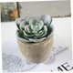 thumbnail image 2 of BESTYASH Falsa Decorativa Verde Ideal Para Estantes, Escritorios Y Balcones, 2 of 4