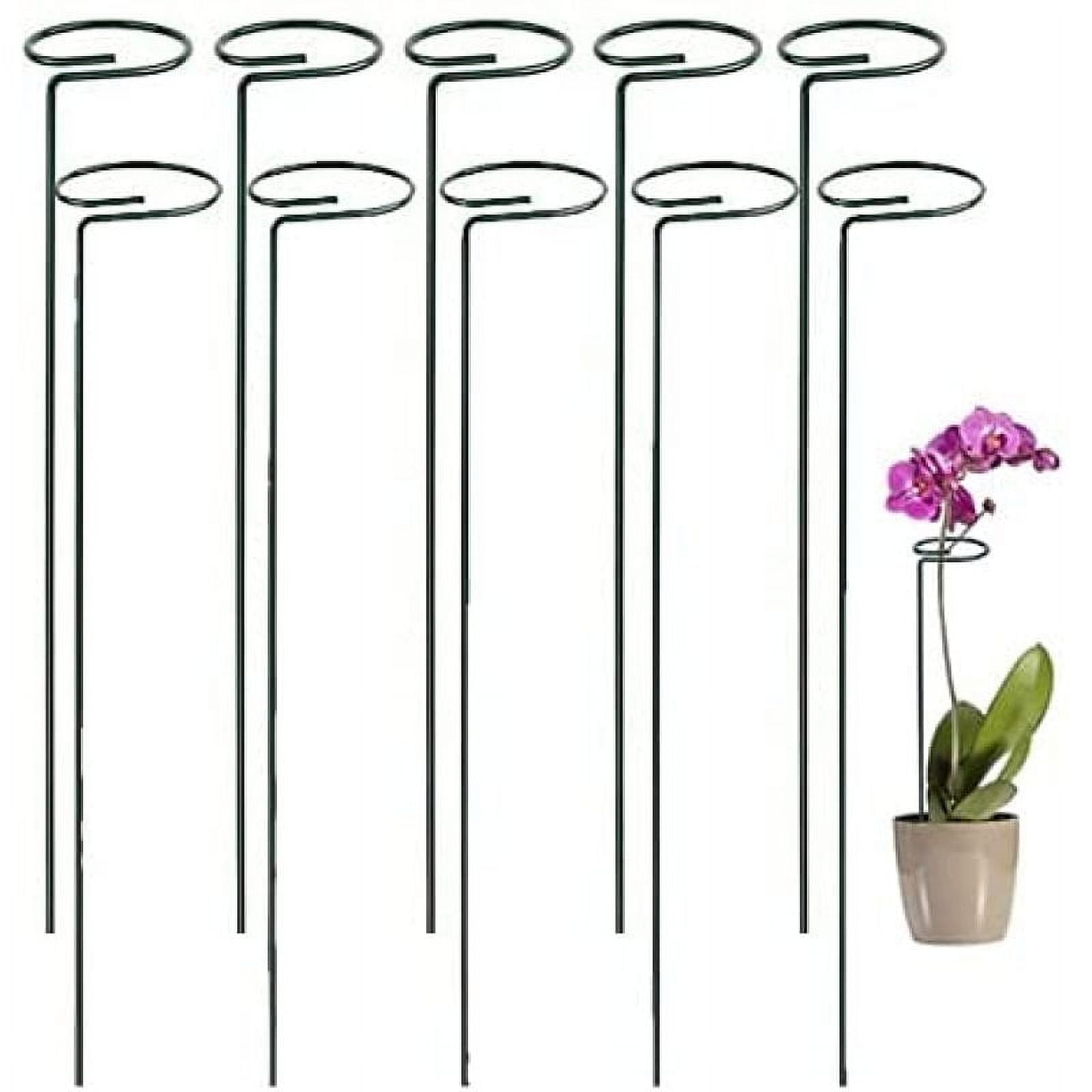 Soporte O Tutor Para Plantas Trepadoras Hoya | Ayuda Para Enredaderas De Interior | Metal Negro Reutilizable