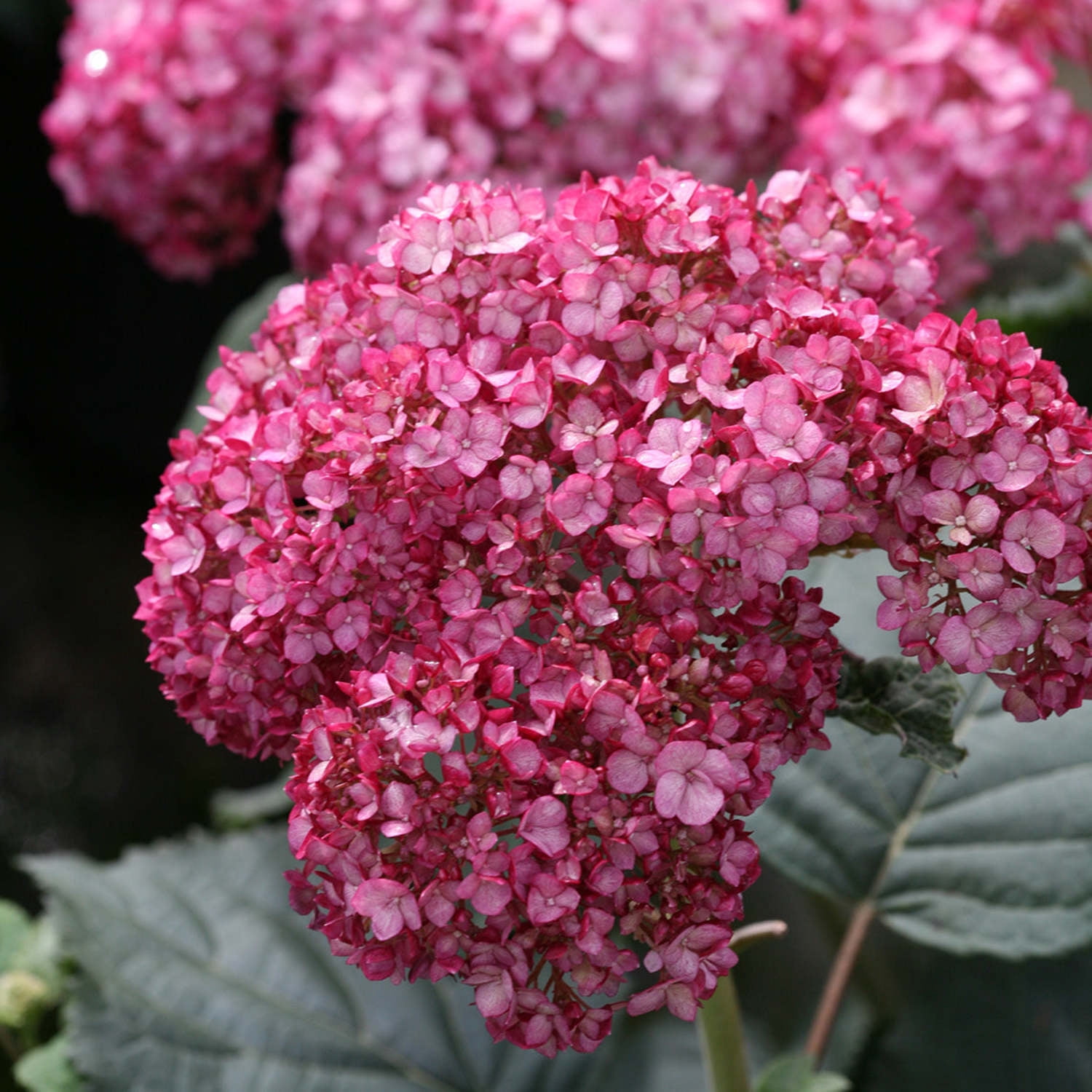 Proven Winners ColorChoice 6" Red Invincibelle Ruby Smooth Hydrangea Live Plant in 7.5" Pot