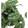thumbnail image 2 of Rare Silver Cloud Philodendron - Scindapsus pictus - EASY - 2 Plants - 3" Pot, 2 of 4