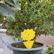 thumbnail image 3 of 50 Pcs Yellow Sticky Fly S Plug-in Fly Sticker Fly Plant, 3 of 5