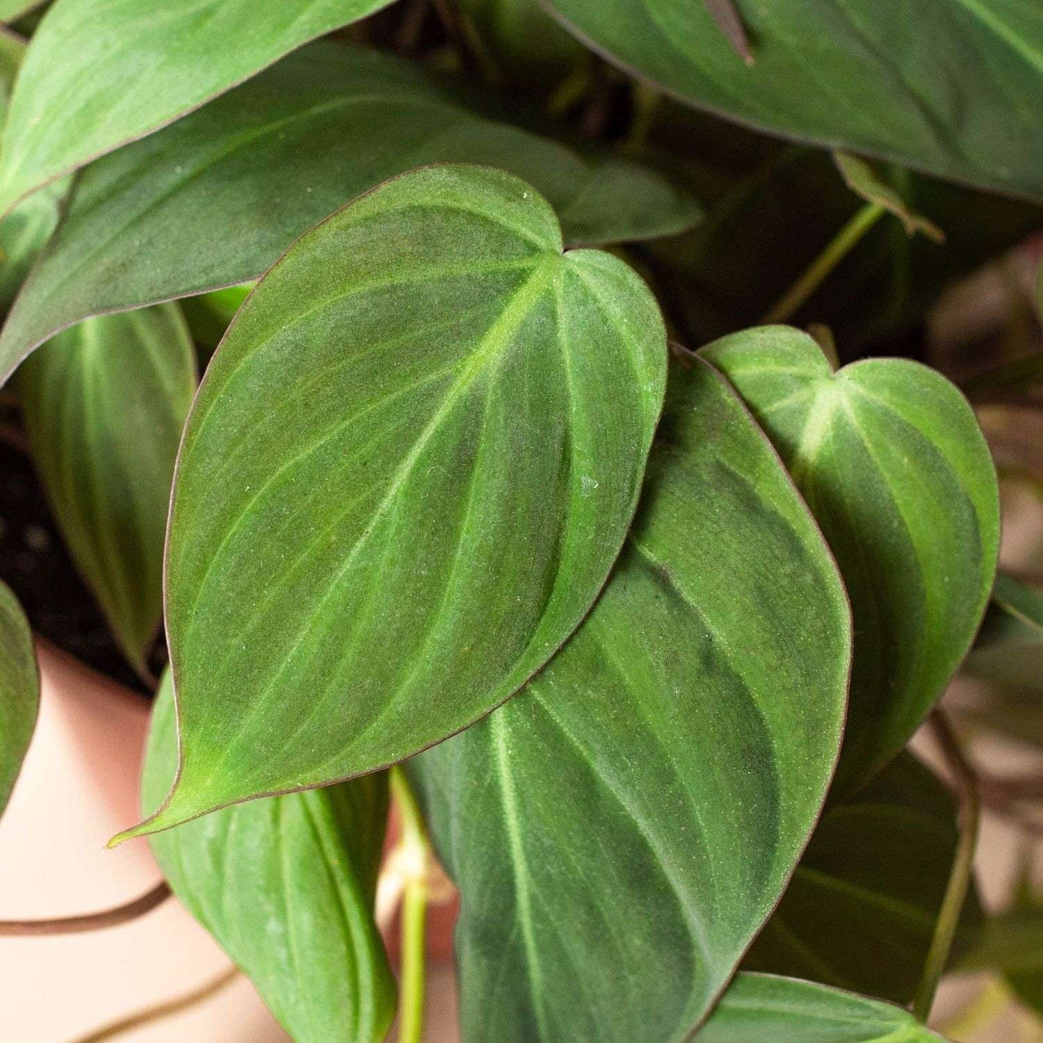 Philodendron Velvet Live Plant for Indoor | Different Houseplants in 4'' & 6'' Pot | Real House Plant for Living Room, Office & Bathroom | Micans Heart-Leaf | Sweetheart Hederaceum