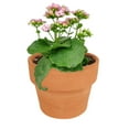 thumbnail image 6 of Kalanchoe blossfeldiana 'Calandiva Pink' (4.5" Grower Pot) - Best Flowering Houseplant for Home Office - Live Healthy Easy to Care Houseplant for Beginners, 6 of 6