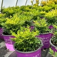 thumbnail image 4 of Cool Glow® Lime Heavenly Bamboo - Nandina domestica 'ZHNAN102', 4 of 5
