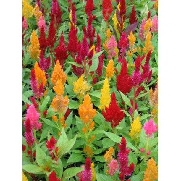 Expert Gardener Outdoor Live Plant 2 0quart Celosia Dragon Walmart Com Walmart Com