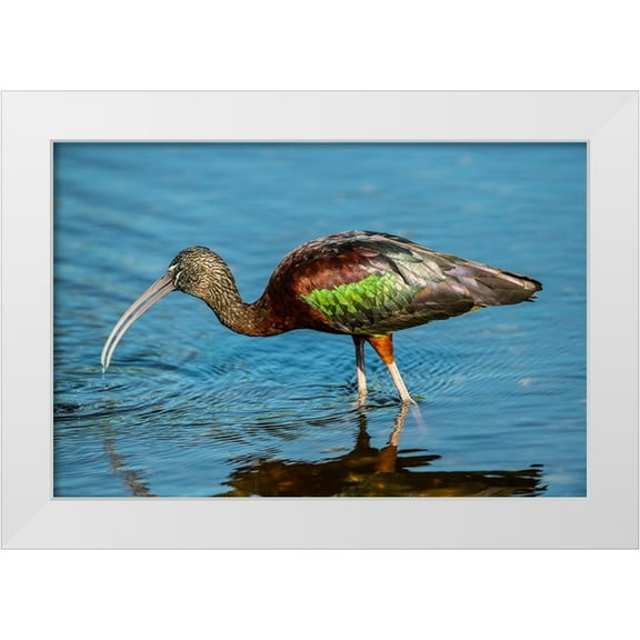 Friel, Bernard 14x11 White Modern Wood Framed Museum Art Print Titled - USA-Florida-Sarasota-Myakka River State Park-Glossy Ibis