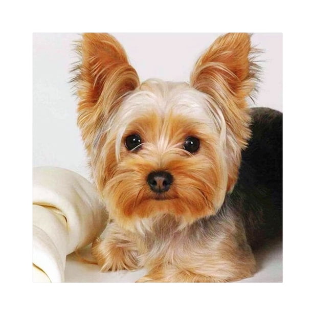 Kit de pintura de diamante 5D Yorkshire Terrier taladro cuadrado completo DIY arte artesanía mosaico Hugtrwg Para estrenar