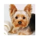 thumbnail image 1 of Kit de pintura de diamante 5D Yorkshire Terrier taladro cuadrado completo DIY arte artesanía mosaico Hugtrwg Para estrenar, 1 of 9