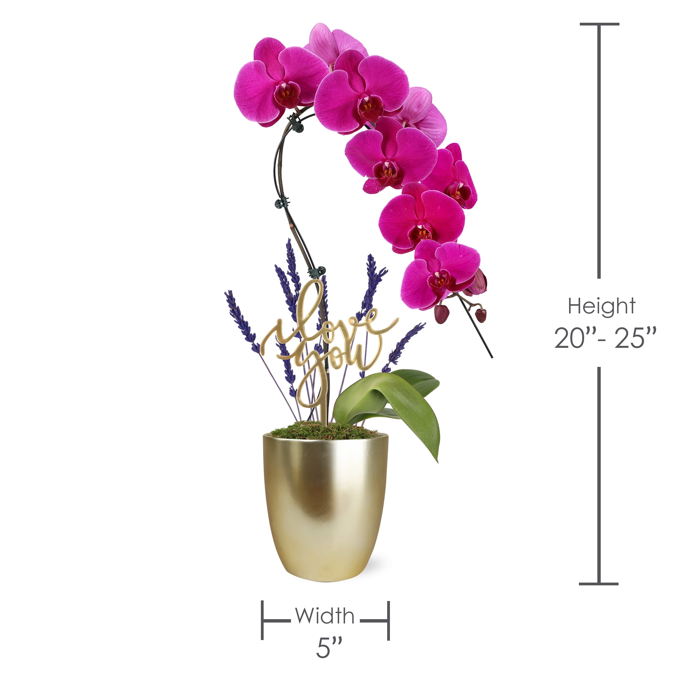 5IN Purple Swan Orchid (Love You Edition) – White Ceramic Pot