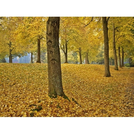 Usa, Oregon, Portland. American linden trees in fall colors in Laurelhurst Park. Print Wall Art By Jaynes