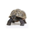 thumbnail image 5 of Safari Ltd. Tortoise Baby Figurine - Lifelike 5.5" Model Figure - Educational Toy for Boys, Girls, and Kids Ages 18M+, 5 of 6