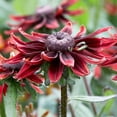 thumbnail image 2 of Cherry Brandy Black Eyed Susan Flower Root - Attracts Butterflies and Hummingbirds - Good as Cut Flowers - Naturalizing - Perennializing - Easy to Grow Live Plants - Outdoor Garden, 2 of 5
