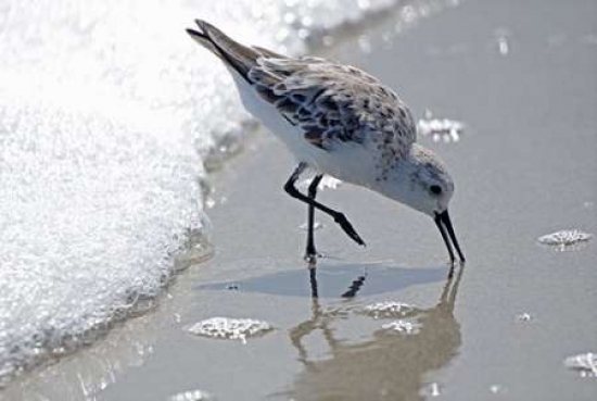 Sandpiper Ii Canvas