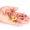 thumbnail image 3 of Cycle de Croissance Modèle Animal Éducation Biologie Jouets - Chaud comme la Terre, 3 of 6