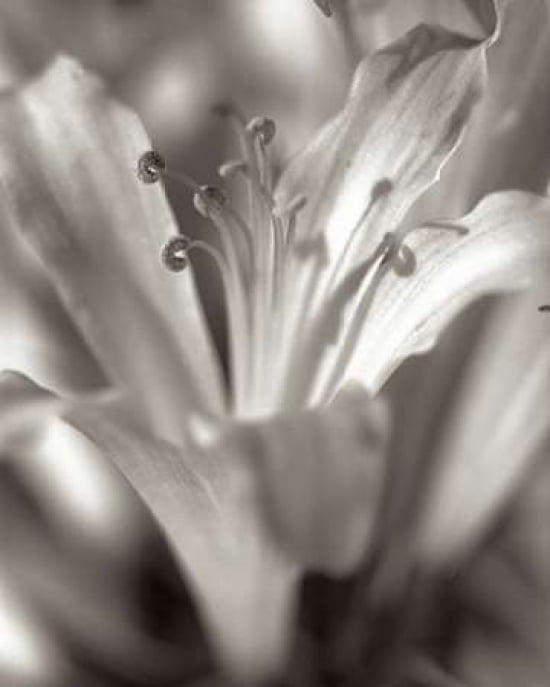Posterazzi Florison