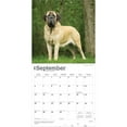 thumbnail image 4 of Mastiffs | 2026 12x24" (Hanging) Square Wall Calendar | Plastic-Free | BrownTrout, 4 of 9
