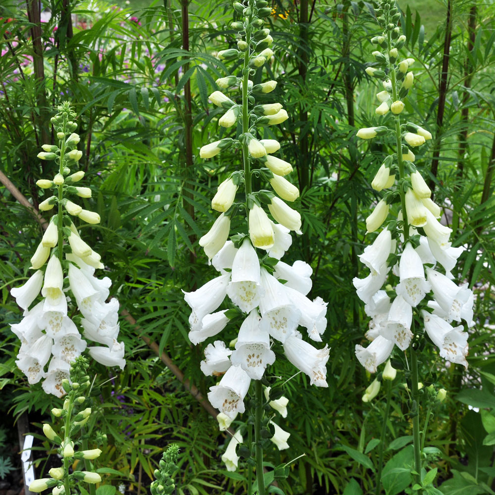 Camelot White Foxglove Digitalis Hardy Perennial Gallon Pot