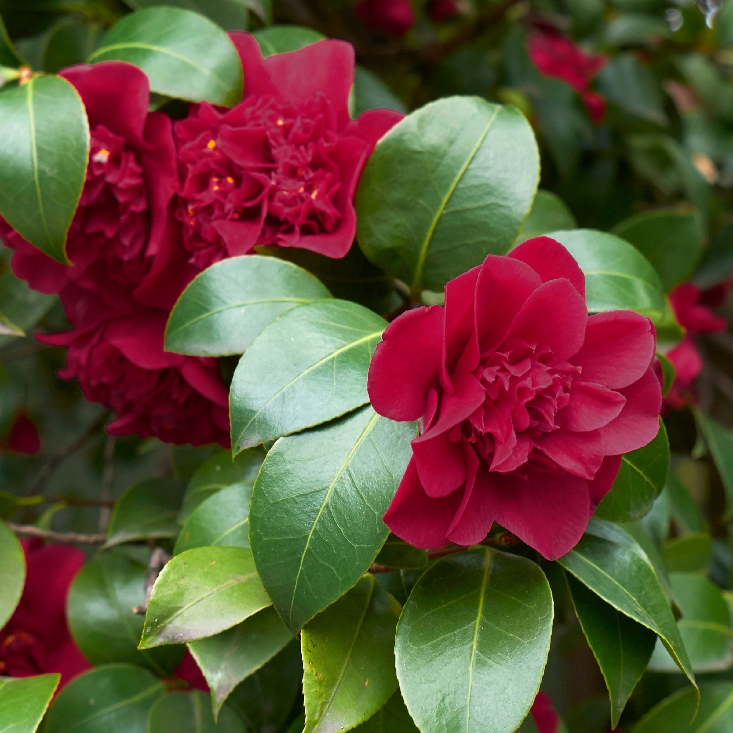 National Plant Network 3 gal. Camellia Black Magic Live Shrub