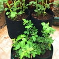 thumbnail image 5 of Apuakthei Bolsa para plantas de 3 piezas Bolsa para plantas de tela no tejida Bolsa para patatas Bolsa para plantas para patatas Verduras Flores Plantas (35 x 40 cm, negro), 5 of 5