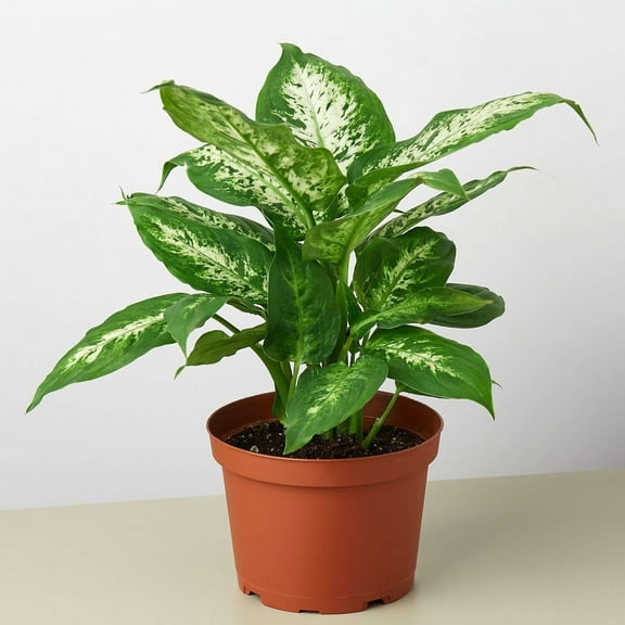 Dieffenbachia Tropic Snow Live Plant for Indoor | Different Houseplants in 4'' & 6'' Pot | Real House Plant for Living Room, Office, Desk & Bathroom | Dieffenbachia Seguine