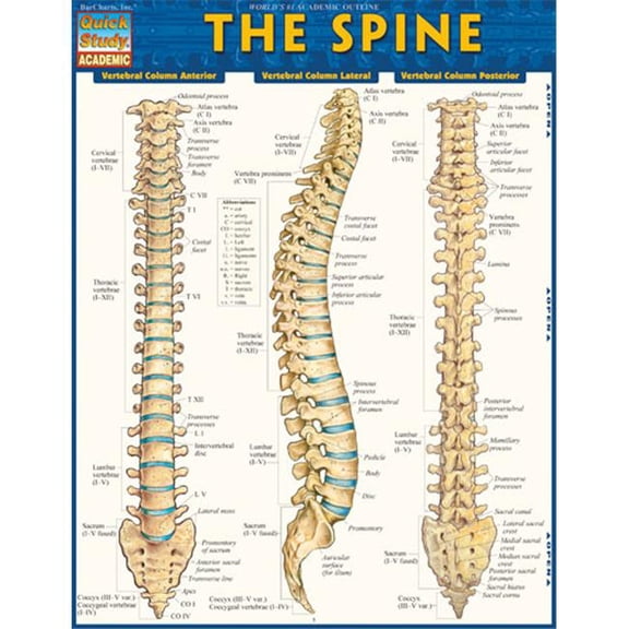 BarCharts 9781423220237 The Spine Quickstudy Easel
