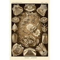 thumbnail image 2 of Haeckel, Ernst 11x14 Gold Ornate Wood Framed with Double Matting Museum Art Print Titled - Haeckel Nature Illustrations: Teleostei, bony Fishes - Sepia Tint, 2 of 4