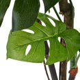 thumbnail image 2 of vidaXL Plante Artificielle Monstera avec Pot 130 cm Vert, 2 of 2