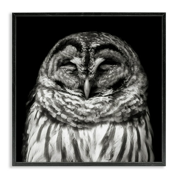 Stupell Industries Sleeping Owl Portrait Animals & Insects Photography Black Framed Art Print Wall Art, 12 x 12