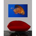 thumbnail image 2 of Guernsey Jellyfish I Wall Decal, 2 of 2