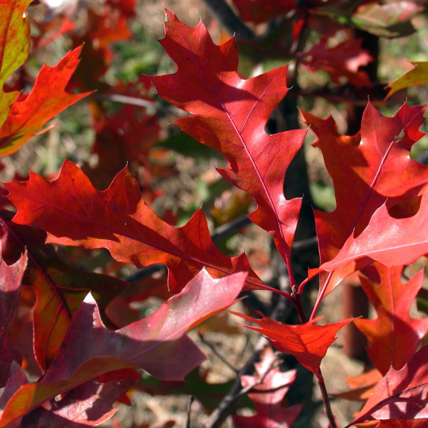 Expert Gardener 3-4' Oak New Madrid Live Tree in 1 gal. Grower Pot